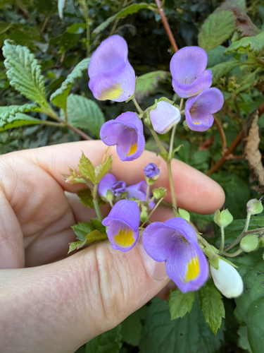 Jovellana punctata, photograph 3