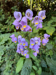 Jovellana punctata, photograph (c) Cody Hinchliff, some rights reserved (CC BY)