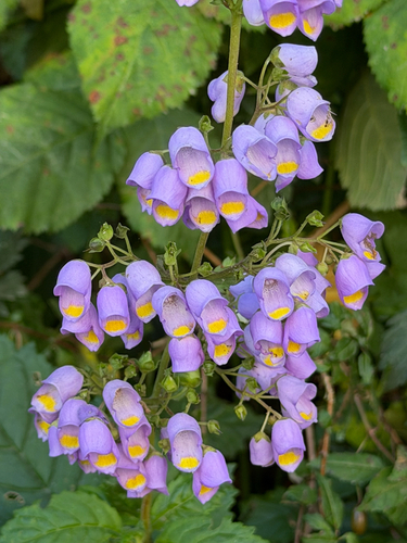 Jovellana punctata