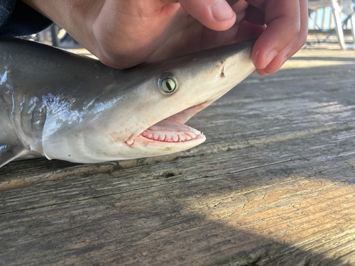 Finetooth shark (Carcharhinus isodon) — Carcharhinidae — 2