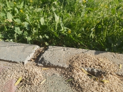 Formicidae