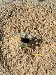 Formicidae