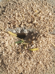 Formicidae