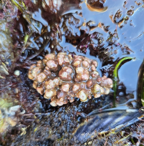 Antropora observed 2026-01-30