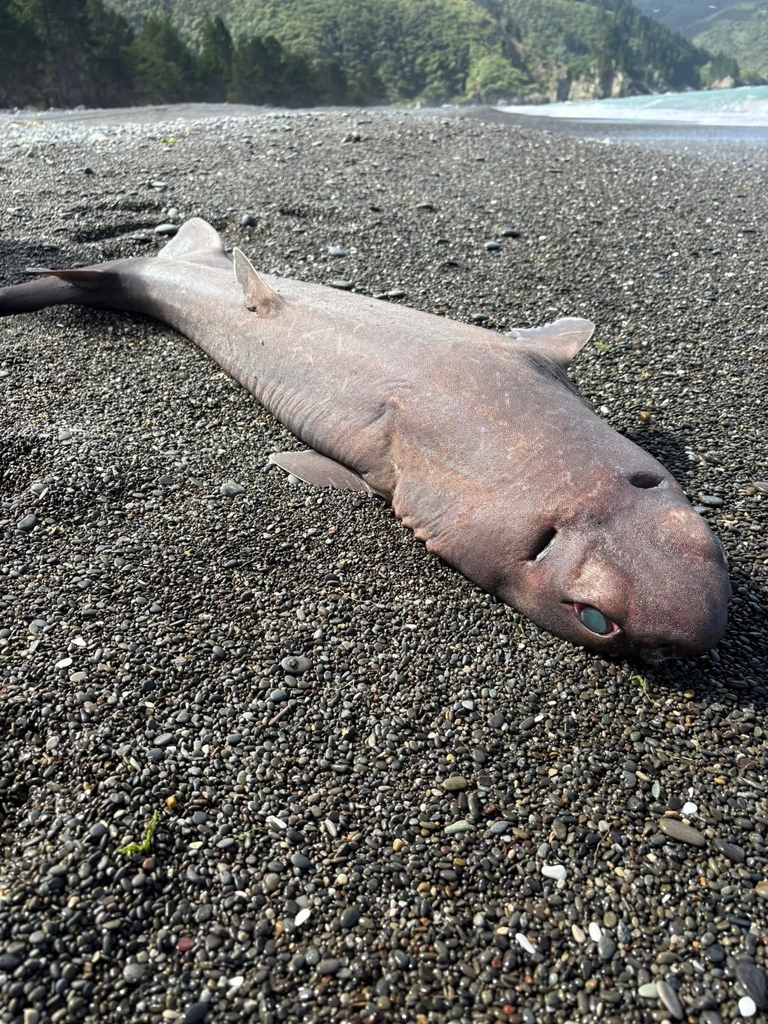 Black shark (Dalatias licha) — Dalatiidae