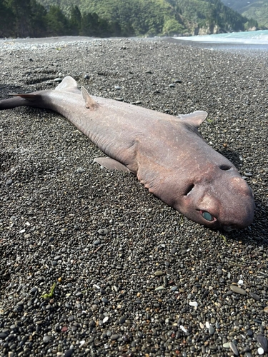 Black shark (Dalatias licha) — Dalatiidae