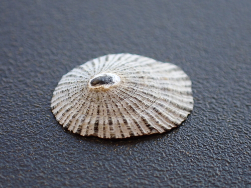 Cellana exarata observed 2026-01-30