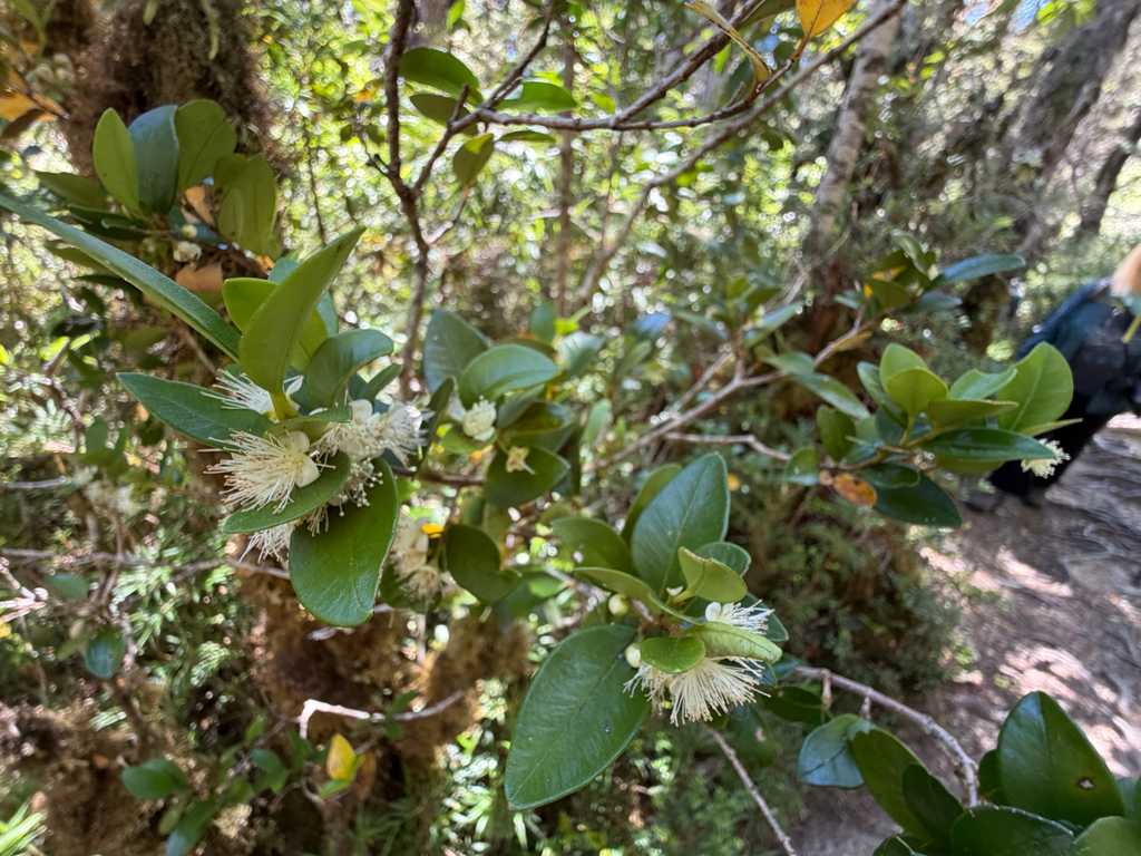 Myrceugenia chrysocarpa; photograph (c) Cody Hinchliff, some rights reserved (CC BY)
