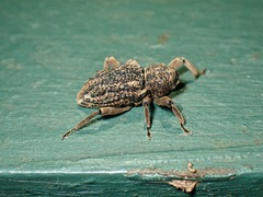 Poropterus antiquus