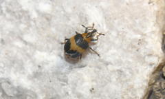 Anchylorhynchus variabilis