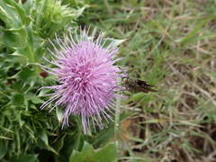 Cirsium maritimum
