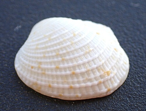 Antigona reticulata observed 2026-01-30