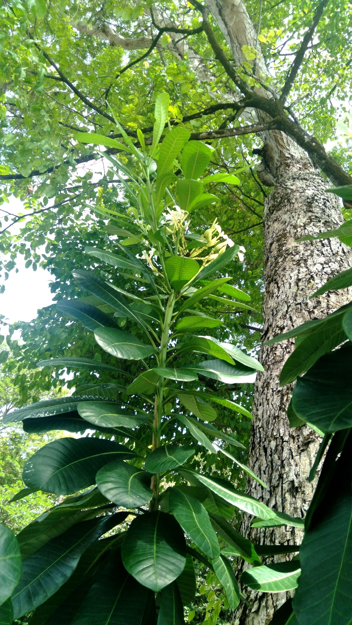 Himatanthus bracteatus