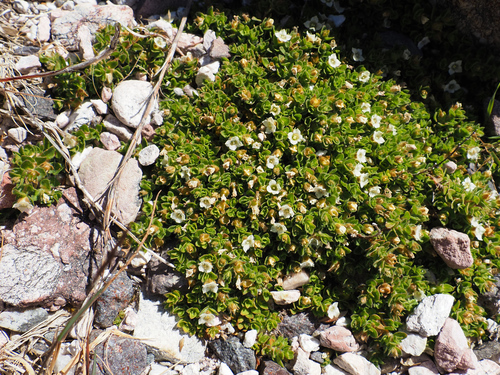 Mitrasacme pilosa, 2026-01-25