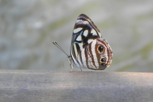 Four-spotted Sailor