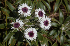 Macrolearia angustifolia