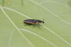 Lixus subtilis