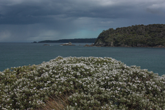 Macrolearia angustifolia