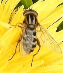 Anasimyia anausis