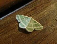 Mixocera latilineata