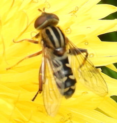 Anasimyia anausis