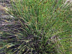 Trichophorum cespitosum germanicum