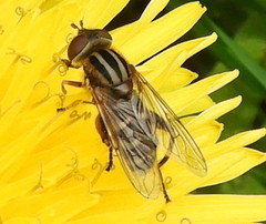 Anasimyia anausis