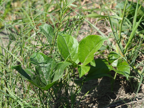 Asian beach jackbean (Canavalia lineata)