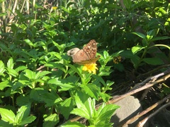 Junonia lemonias aenaria