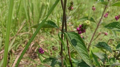 Lantana