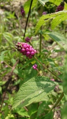 Lantana