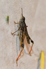 Dociostaurus brevicollis