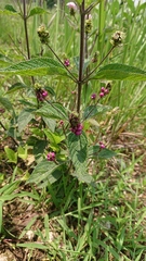 Lantana