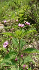 Lantana