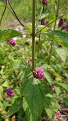 Lantana
