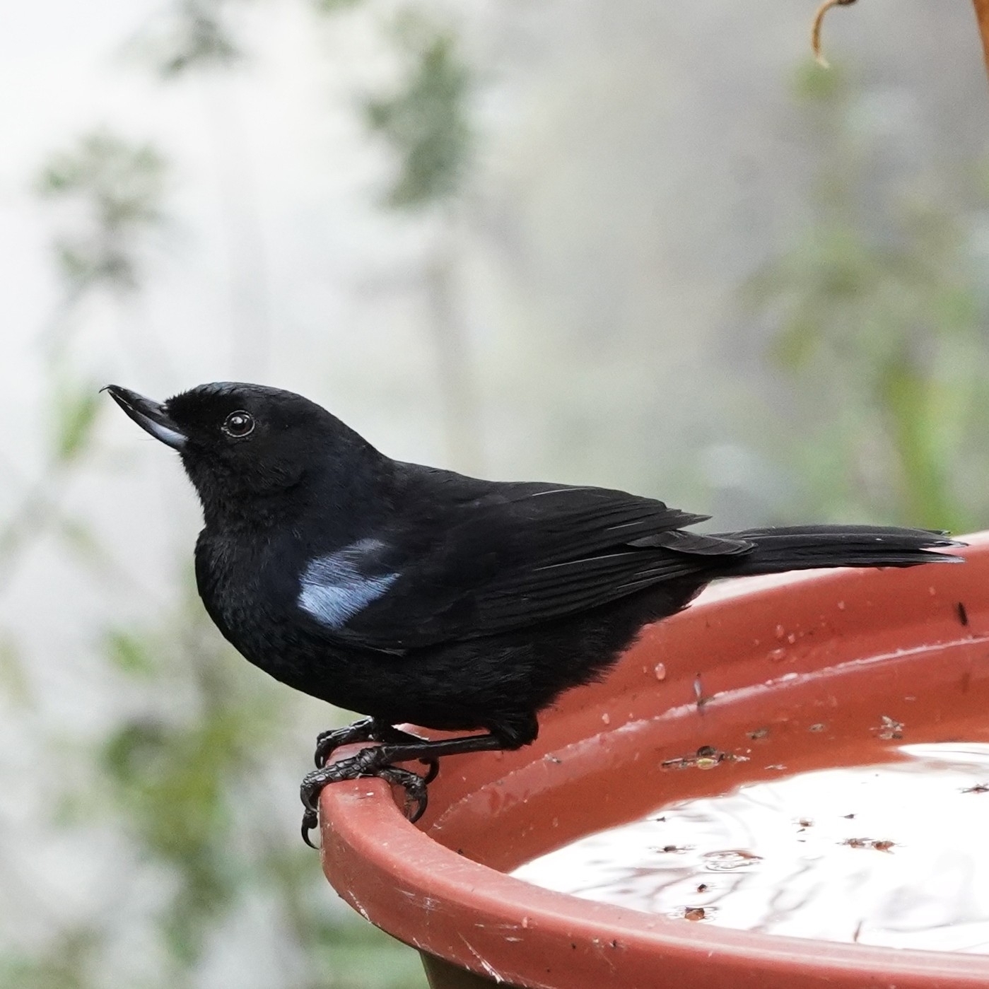 Glossy Flowerpiercer (Diglossa lafresnayii), photo 1