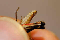 Dociostaurus brevicollis