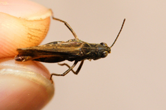 Dociostaurus brevicollis