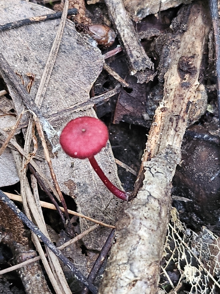 Cruentomycena viscidocruenta · January 2026 · photo: © bigealien (iNaturalist, cc-by)