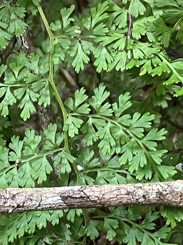 thicket creepingfern (Odontosoria aculeata)