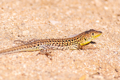 Acanthodactylus margaritae