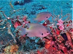 Pomacentrus alexanderae