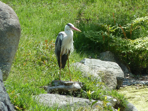 iNaturalist: (c) harperandjan, some rights reserved (CC BY-NC) iNaturalist image