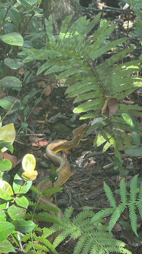Eastern Ratsnake