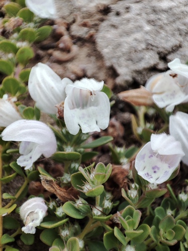 Glechon marifolia