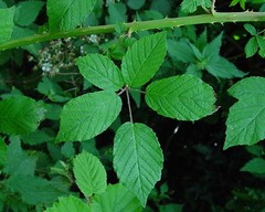 Rubus chrysoxylon