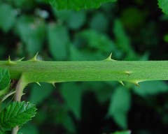 Rubus chrysoxylon