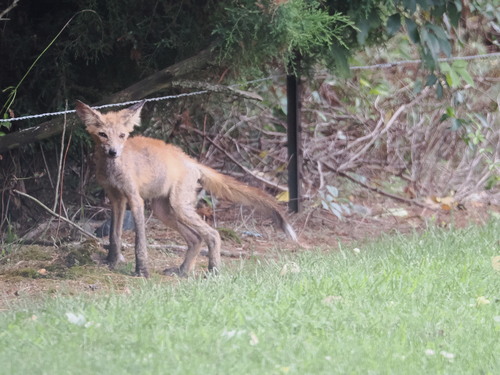 Red Fox photographed in Delaware