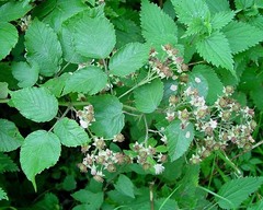 Rubus chrysoxylon