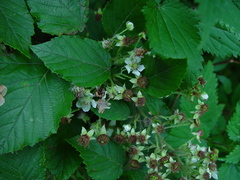 Rubus chrysoxylon